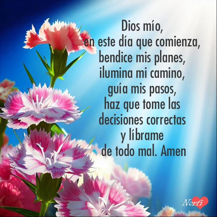 Flores de clavel chino (Dianthus barbatus) al amanecer