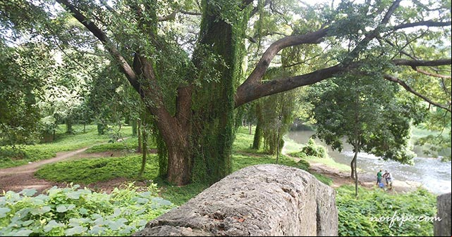 Paisaje del rio y el Parque Almendares en el Bosque de la Habana desde el mirador Paisaje del rio y el Parque Almendares en el Bosque de la Habana desde el mirador
