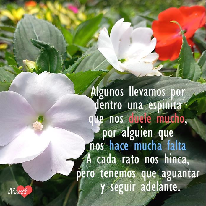 Flores blancas y rojas en un jardin