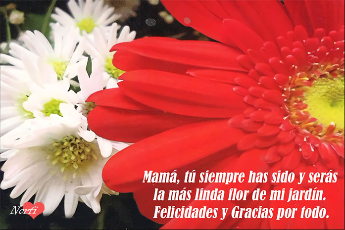 Mamá, tú siempre has sido y serás la más linda flor de mi jardín. Felicidades y Gracias por todo